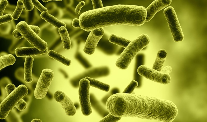 Microbes